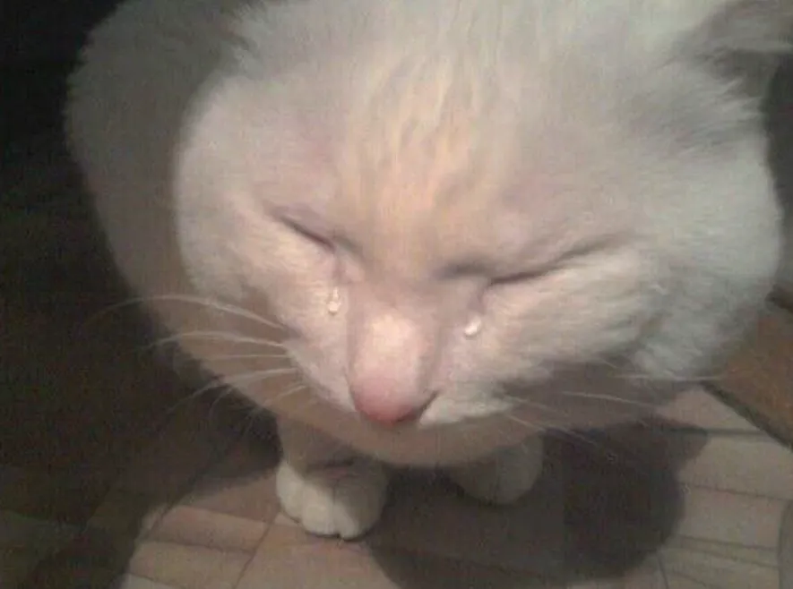 고양이 우는 짤