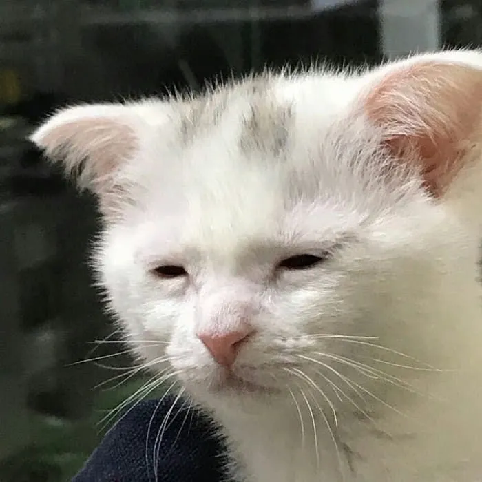 고양이 짤